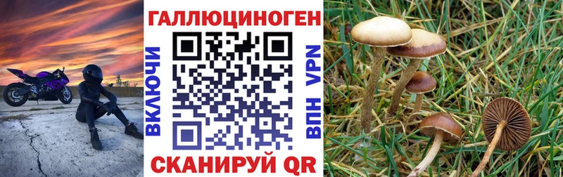 Псилоцибиновые грибы Cubensis  блэк спрут как зайти  Баймак 